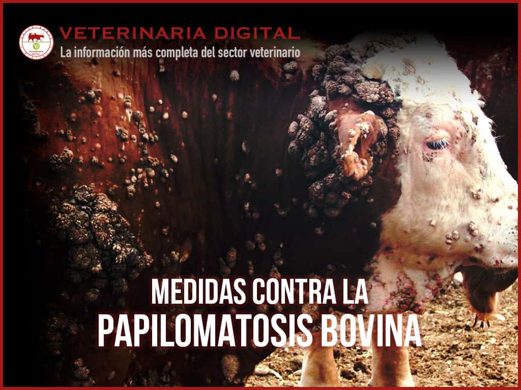 Tratamiento Papilomatosis Bovina
