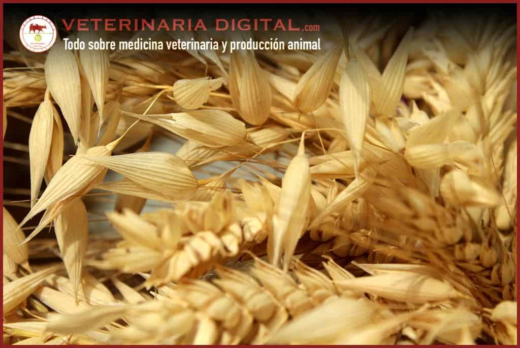Tricótecenos: Diagnóstico, Patología e Influencia sobre la Producción