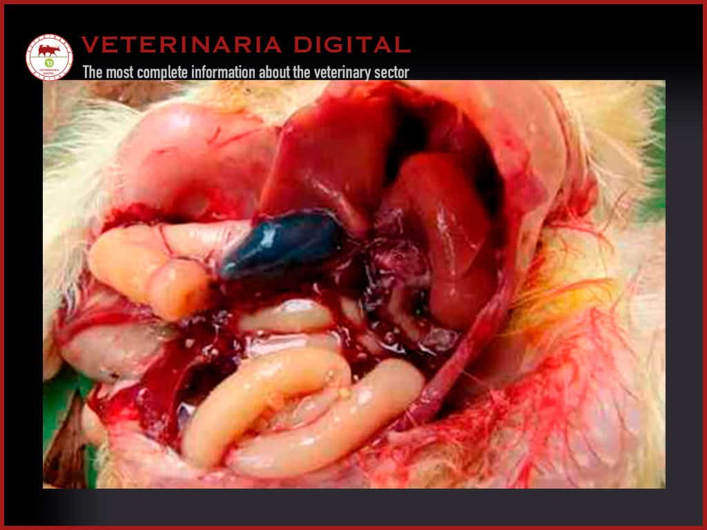 Toxic hepatoenteritis in poultry