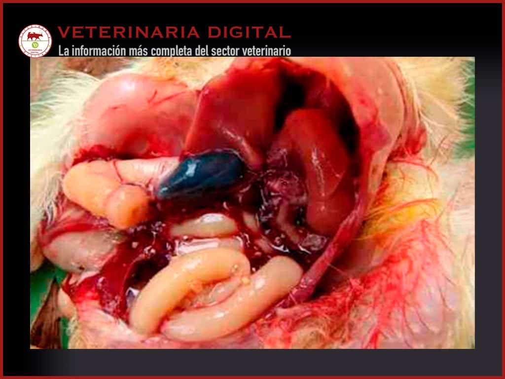 Hepatoenteritis Tóxica infecciosa en Avicultura
