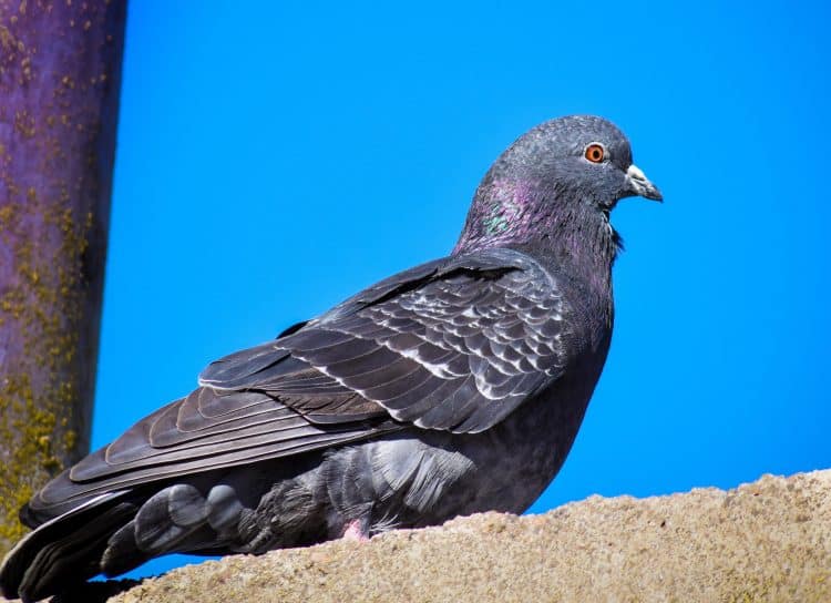 El asunto de las palomas en Lima y Callao. Parte