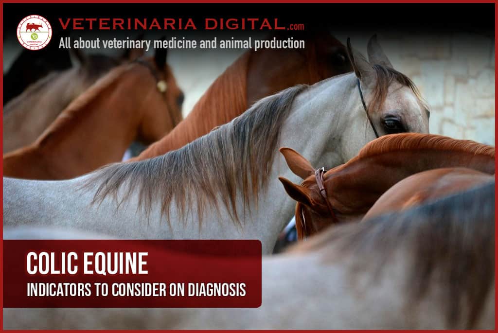 Colic equine: Indicators to consider on diagnosis