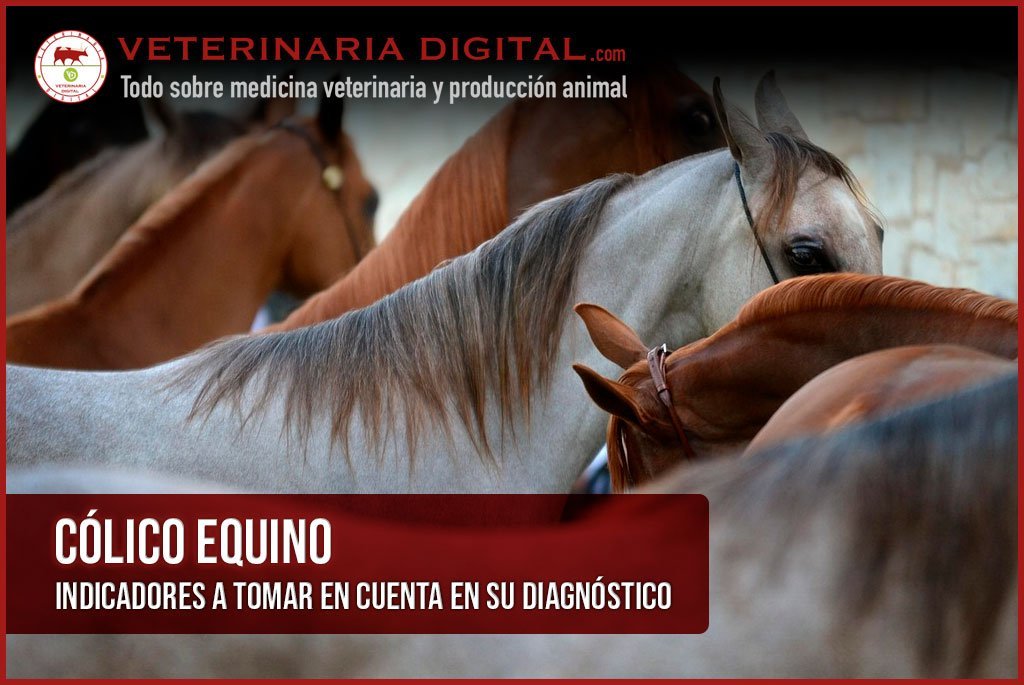 Cólico equino: Indicadores a tomar en cuenta en su diagnóstico