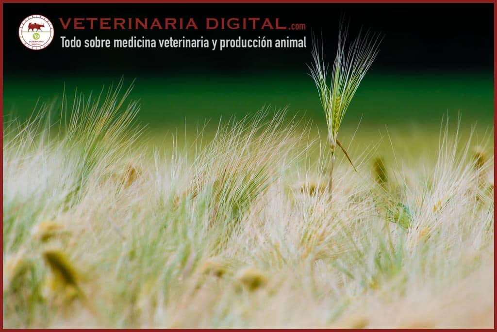 Micotoxinas: Efectos sobre la productividad animal