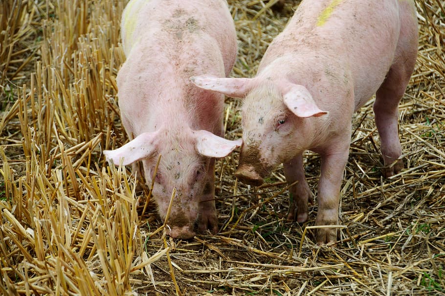 Actinobacillus suis: Serologic evaluation in technified breeding pigs in Lima department.