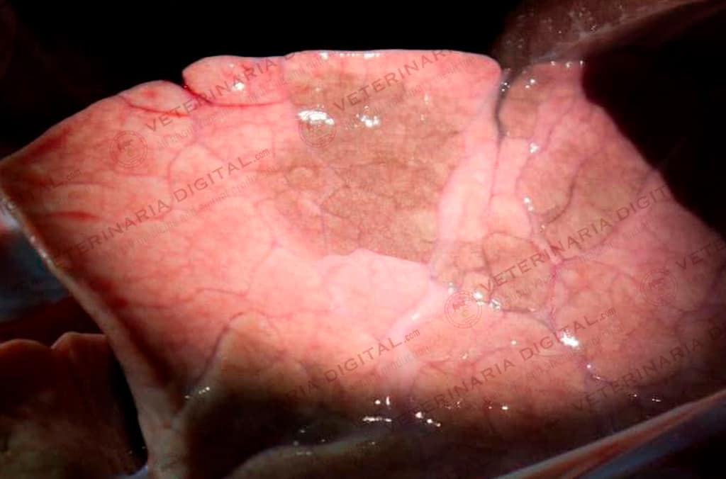 Piglet with pulmonary lesion two months old