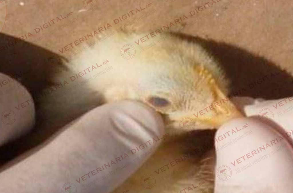 Opacidad de cornea en hepatoenteritis toxica infecciosa aviar