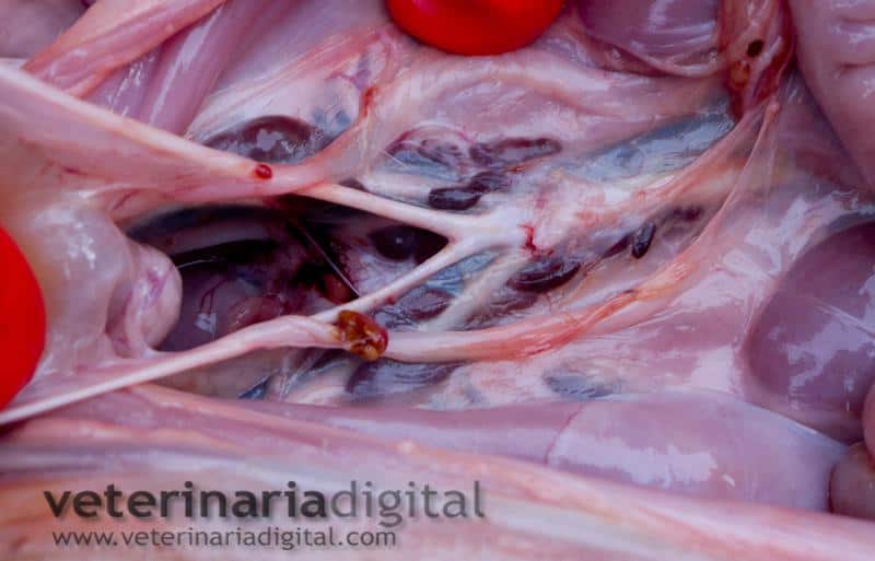 Actinobacilosis en ganglios lumbares