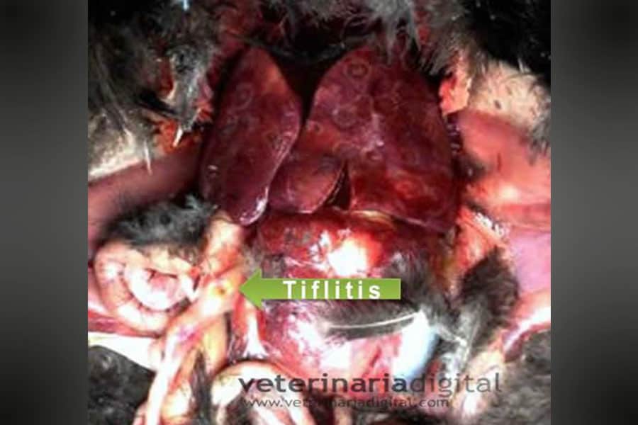 Histomoniasis aviar