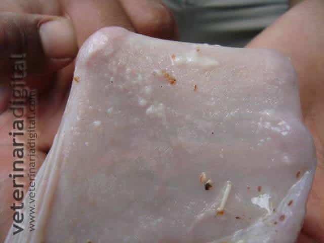 Lesiones por Trichoderma en buche