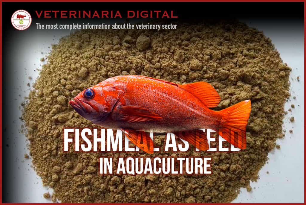 Fishmeal as feed in aquaculture