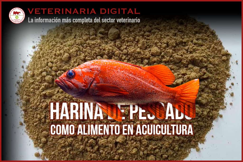 La harina de pescado como alimento en acuicultura