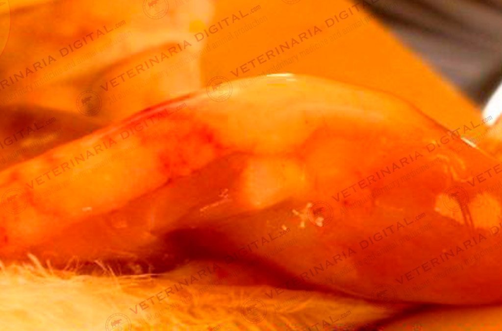 Septicemia colibacilar avícola