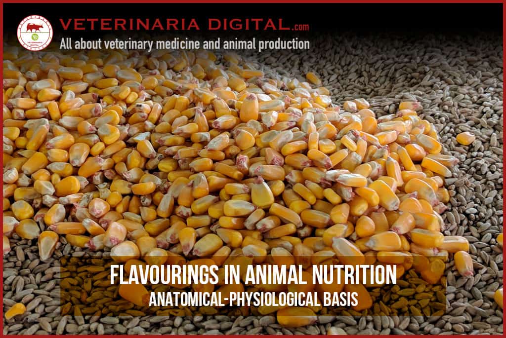 FLAVOURINGS: ANATOMICAL-PHYSIOLOGICAL BASIS (I)