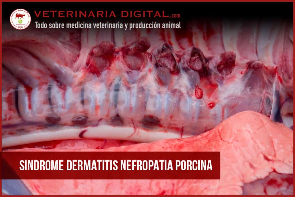 SINDROME DERMATITIS NEFROPATIA PORCINA