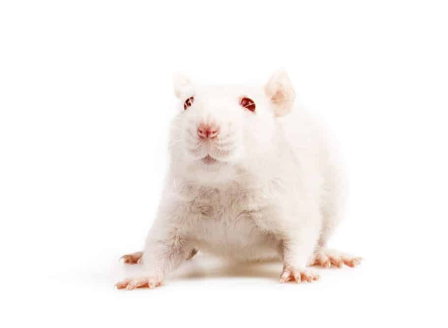 Effect of sodium thiosulphate on accumulation of metals in animals