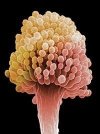 Capacidad de unión del Silicoglycidol con las micotoxinas