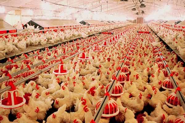 Use of Silicoglycidol against a synthetic oxide silicate as a mycotoxin-binder in broilers