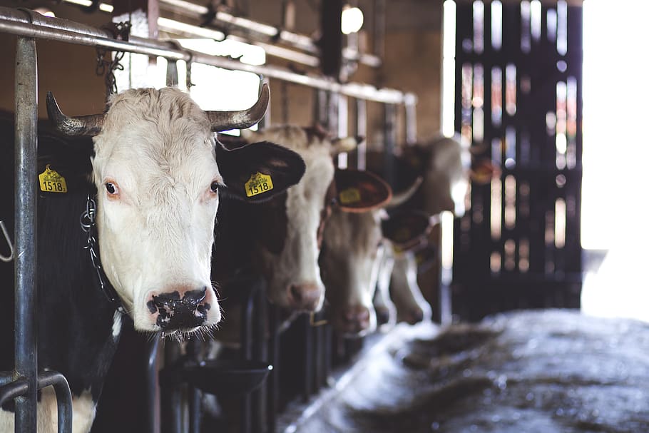 CLINICAL ASPECTS OF BOVINE PNEUMOPATHIES TREATMENT OF BOVINE RESPIRATORY SYNDROME (S.R.B.)
