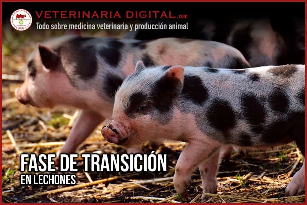 La fase de transición en los lechones