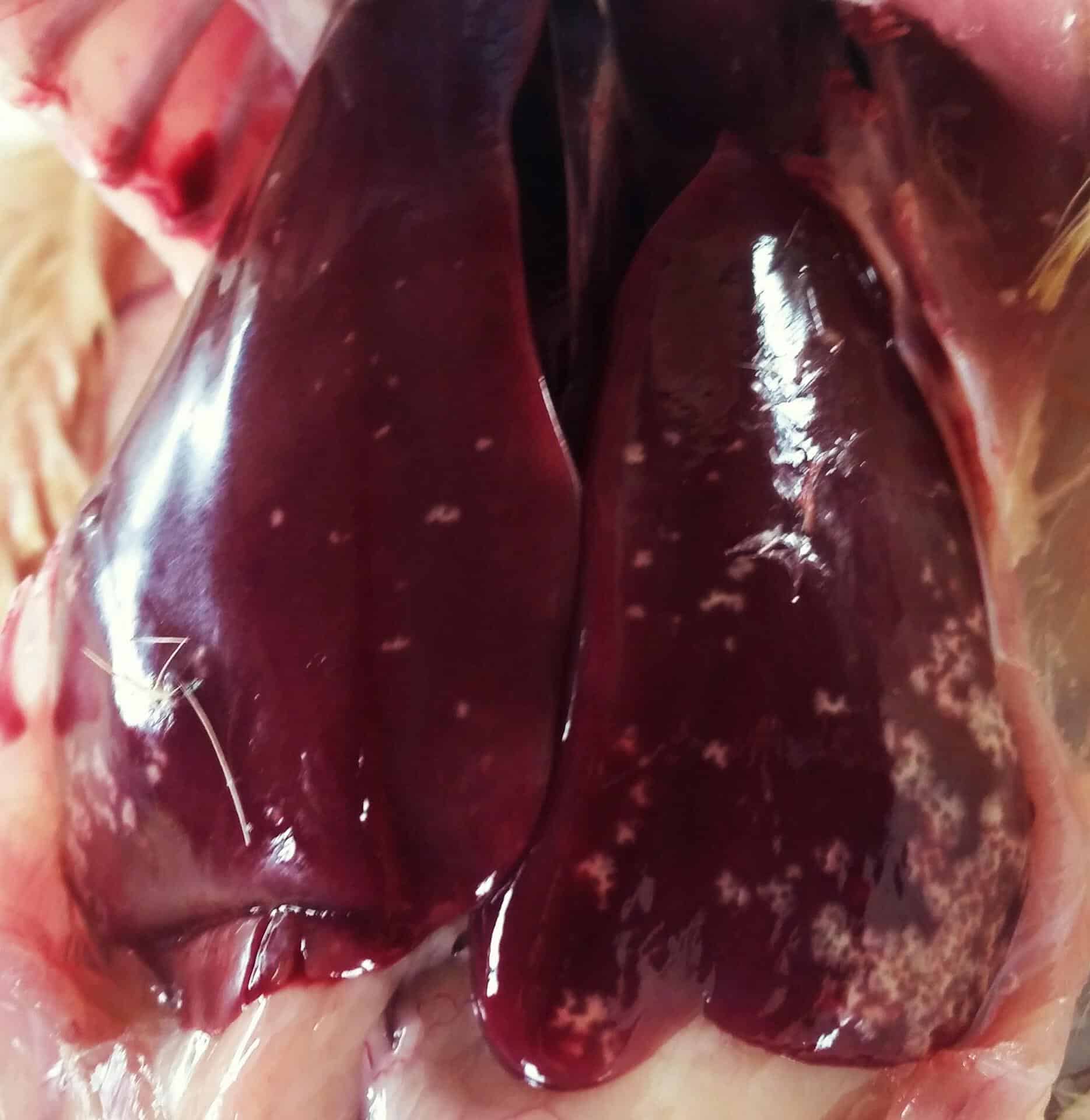 Abscesos hepáticos aviares
