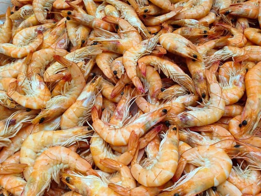 Acuicultura (VII.3.): Influencia de las fases de la cría y reproducción en la alimentación y uso de enzimas en camarones.