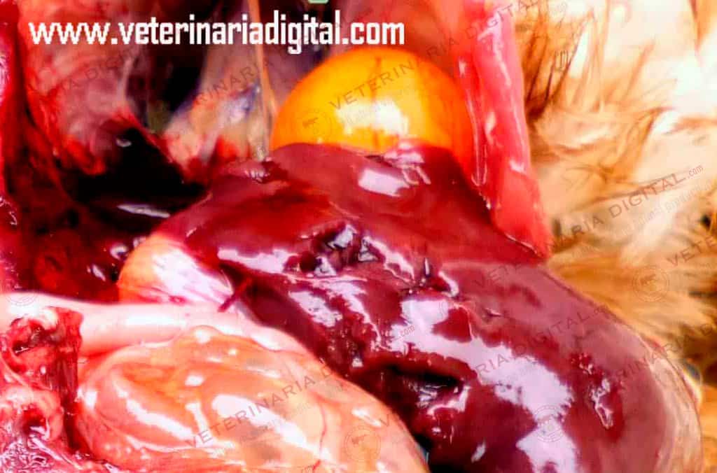 Depigmentation of the eggshell
