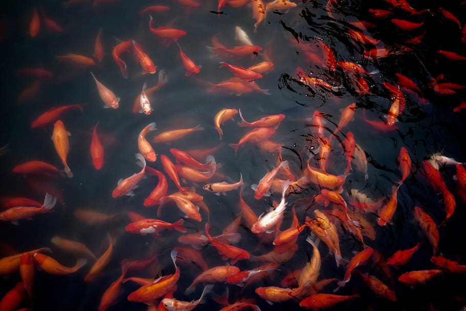 AQUACULTURE NUTRITION (I-V)