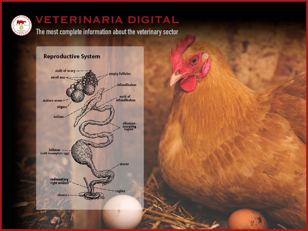 Physiology of egg laying hens