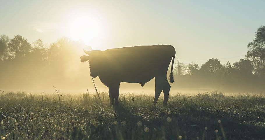 The future of the Russian cattle
