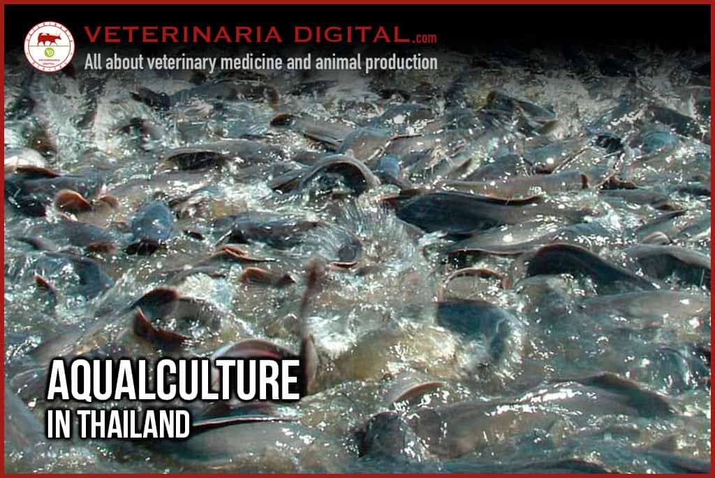 Aqualculture: Thailand
