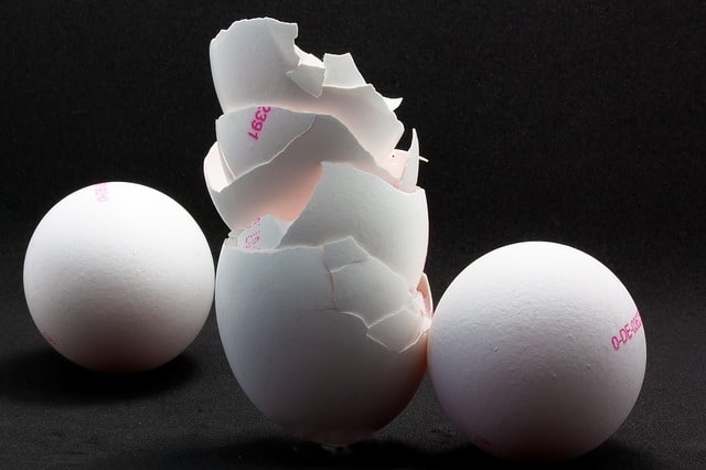 Los requerimentos de calcio y fósforo en gallinas ponedoras