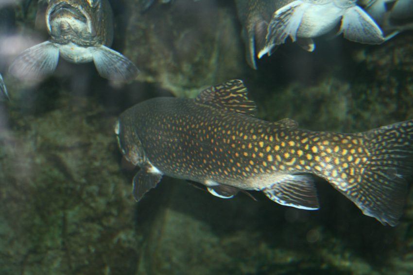 Improvement of water quality in aquaculture