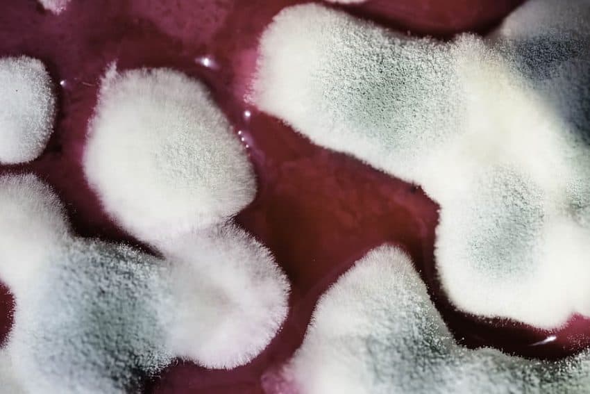 Coste micotoxinas