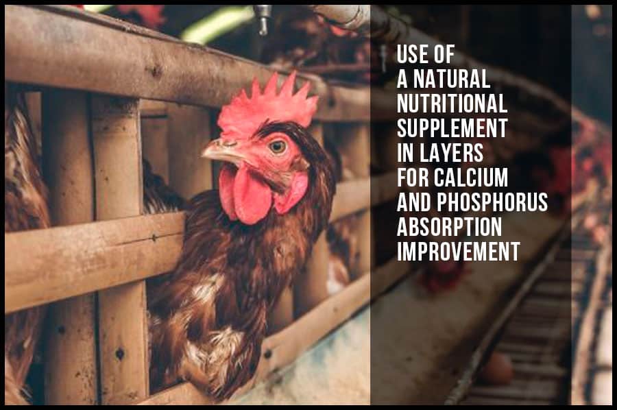 Use of a natural nutritional supplement in layers for calcium and phosphorus absorption improvement