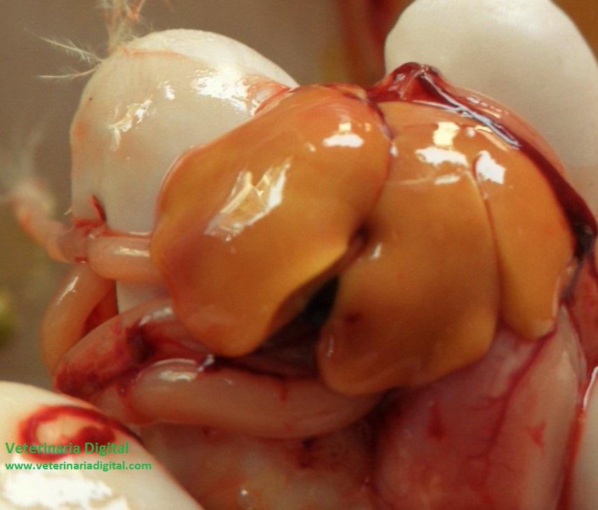 Use of pronutrients for hepatic regeneration in poultry