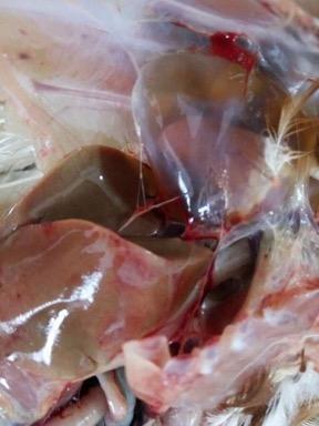 Hidropericarditis en hepatoenteritis toxica infecciosa aviar