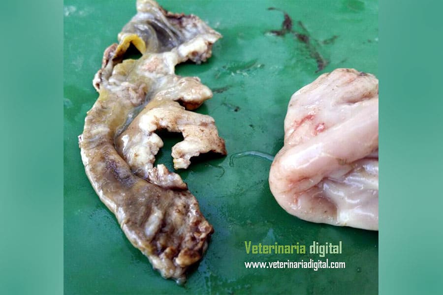 Quemaduras en molleja por formaldehido