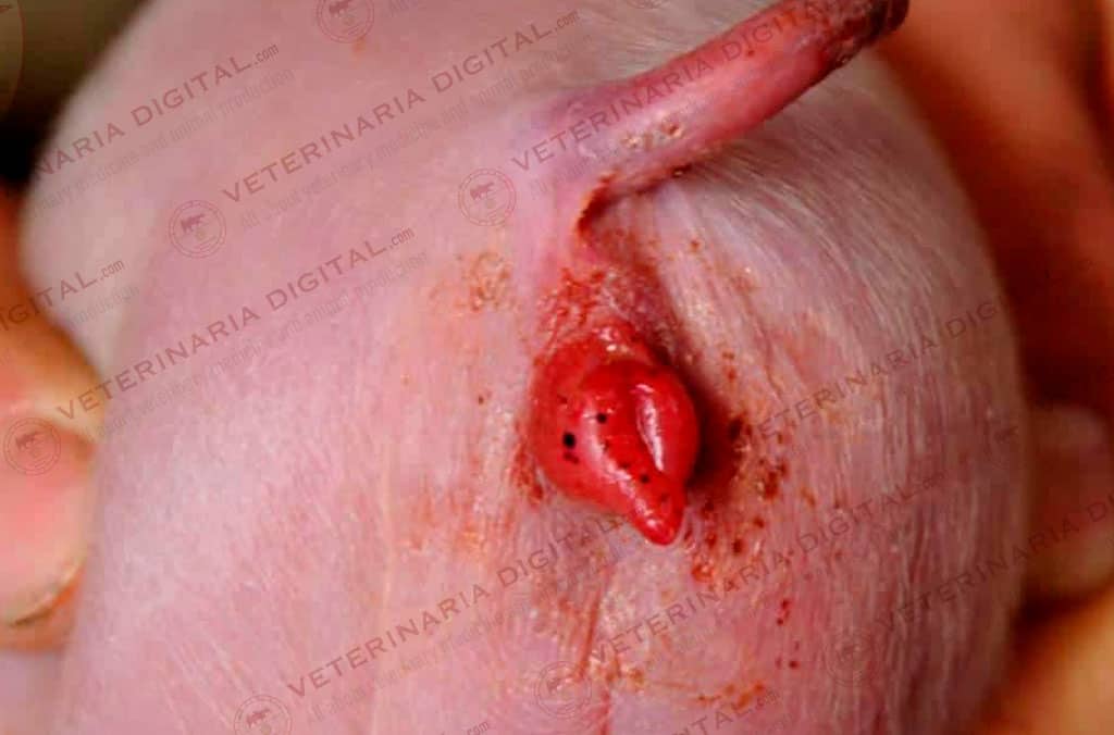 Sindrome estrogenico porcino por zearalenona