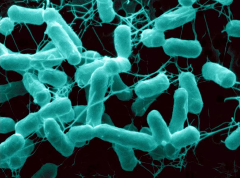 Uso del anillo cimenol para eliminar la contaminación por Salmonella en materia prima