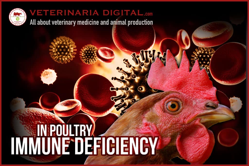 Immune deficiency in poultry, causes and consequences