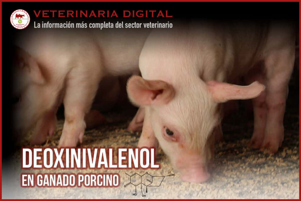 Deoxinivalenol en ganado porcino