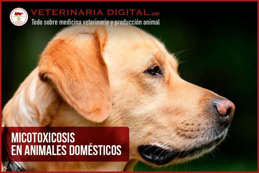 Micotoxicosis en animales domésticos