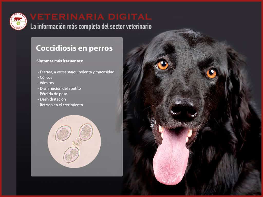 La coccidiosis en perros