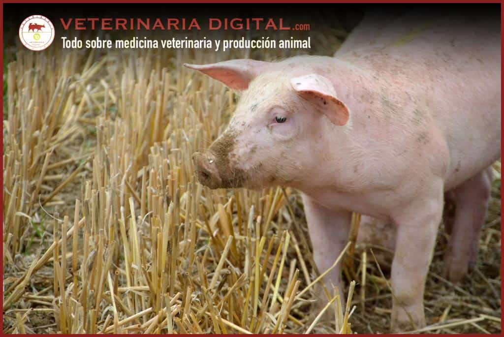Un nuevo enfoque en la lucha contra la coccidiosis porcina