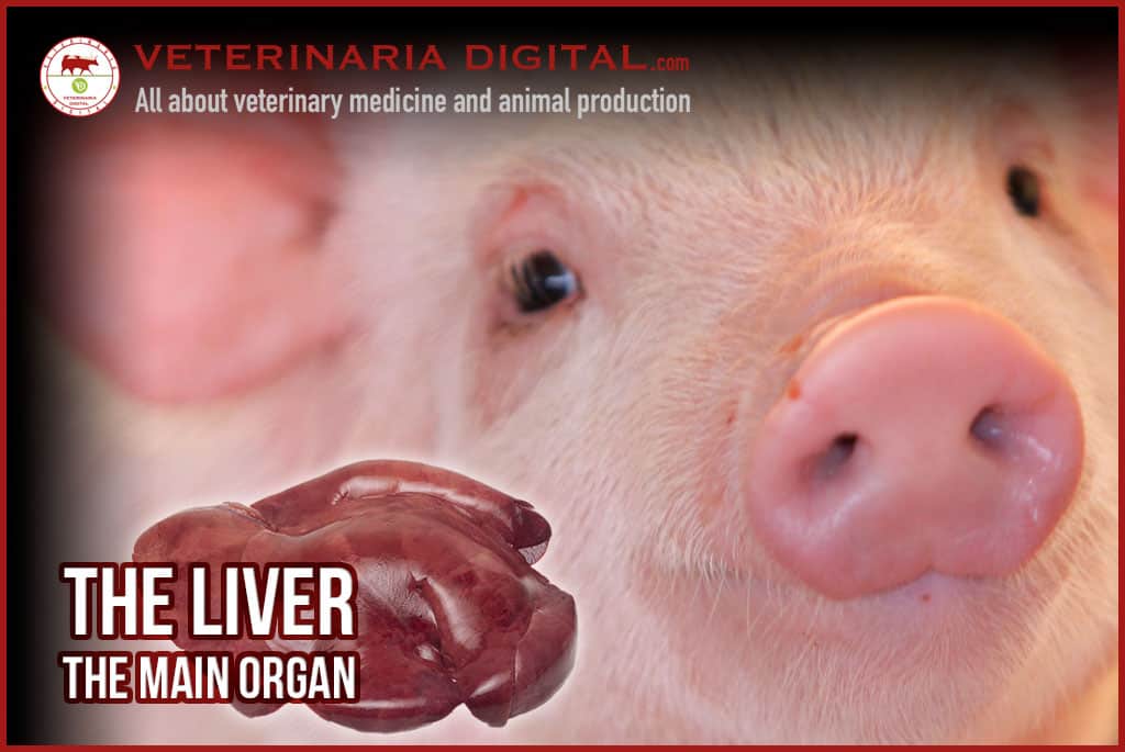 The Liver: The main organ