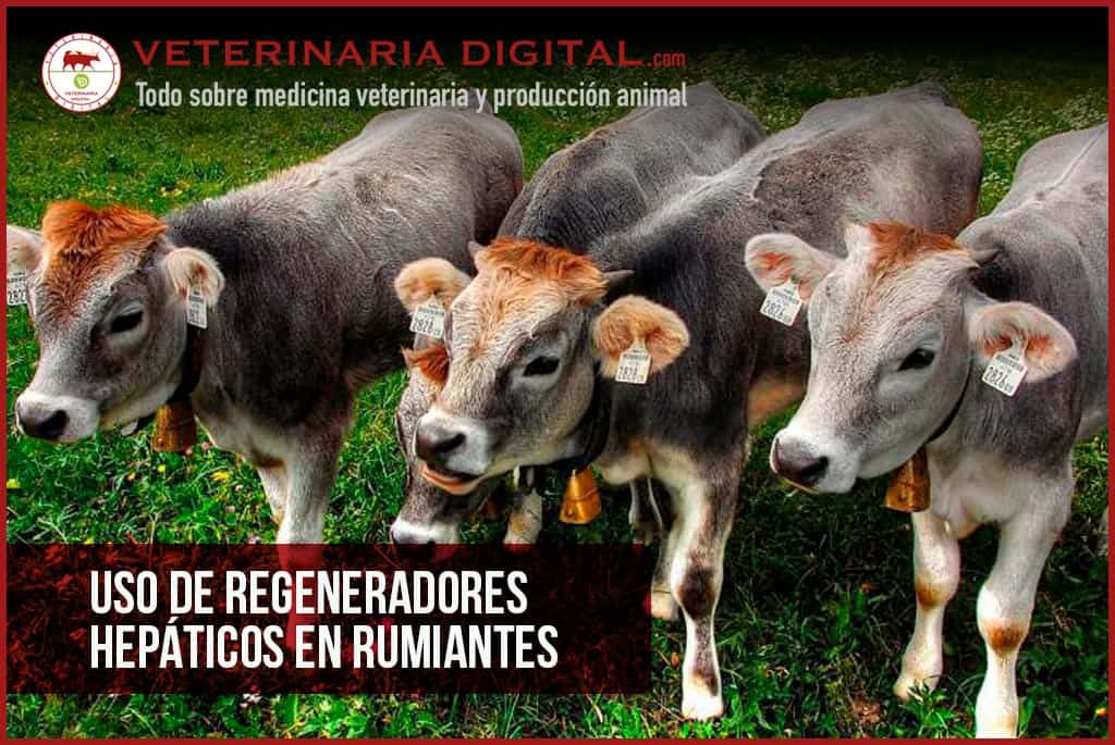 Uso de regeneradores hepáticos en rumiantes