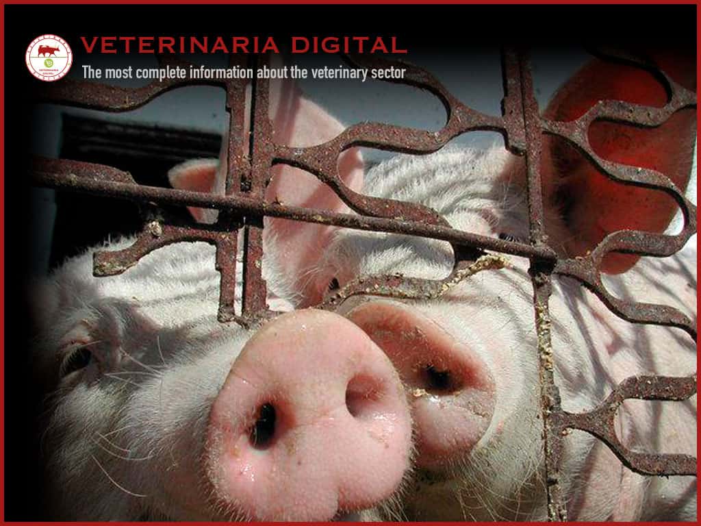 MInerals in pig diets: Calcium