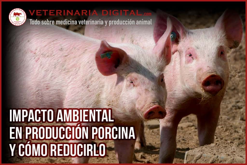 Impacto ambiental en producción porcina y cómo reducirlo