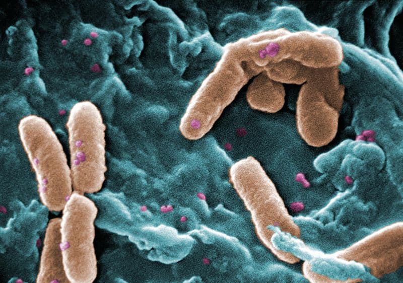 Use of cimenol for Pseudomonas spp control in the gut